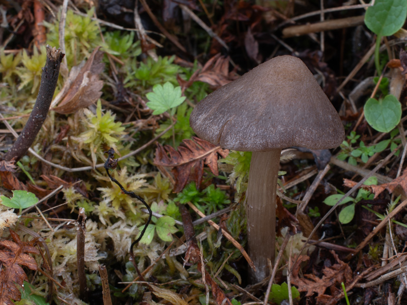 Entoloma jubatum